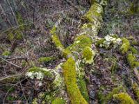 Im Moor liegender Baumstamm bedeckt von Moos und Pilzen